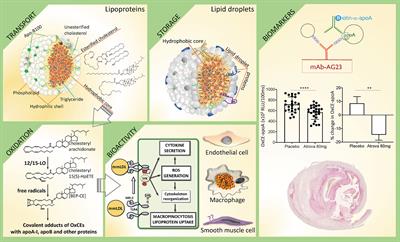 From Inert Storage to Biological Activity—In Search of Identity for Oxidized Cholesteryl Esters